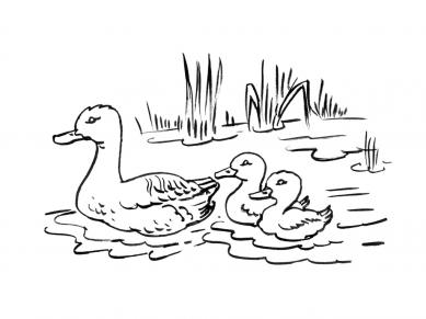 desene de colorat curcan